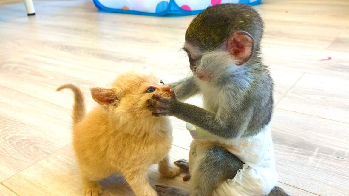 MONKEY DRAGS KITTEN WITH HIM