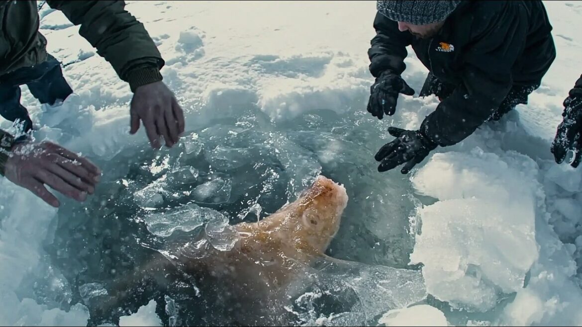 Fishermen Approach Iceberg to Save Animal